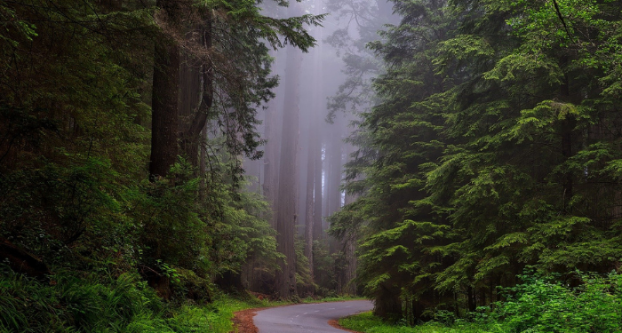 Pentingnya Hutan bagi Keberlangsungan Hidup