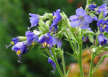 Metode Islah Al-Ghazali Miliki Tiga Landasan