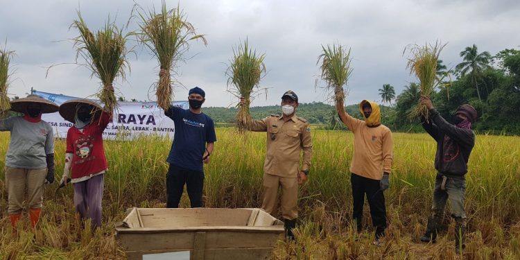 Berkah Zakat, Wujudkan Ketahanan Pangan Di Desa Sindangsari