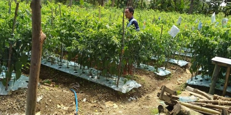 Petani di Kelud Tuai Keberkahan saat Harga Cabai Tinggi