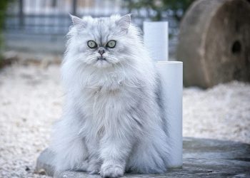 Tips Memelihara Hewan Kesayangan