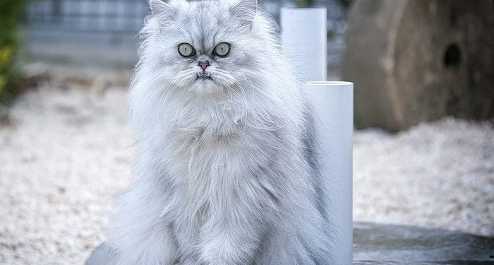 Tips Memelihara Hewan Kesayangan