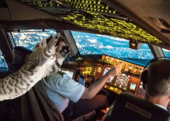 Serangan Kucing Memaksa Pesawat Sudan Lakukan Pendaratan Darurat