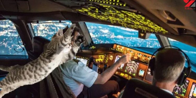 Serangan Kucing Memaksa Pesawat Sudan Lakukan Pendaratan Darurat