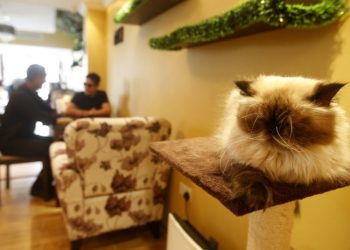 Kafe Kucing di Dubai, Tempat Bagi Para Kucing Liar