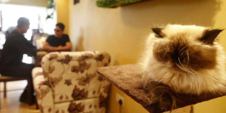 Kafe Kucing di Dubai, Tempat Bagi Para Kucing Liar