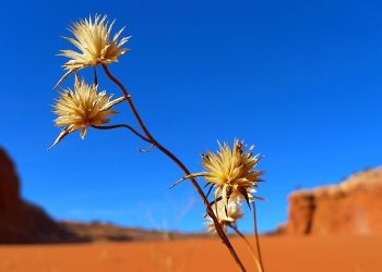 Hanya Satu Kata: Labaik, Aku Penuhi Perintah-Mu