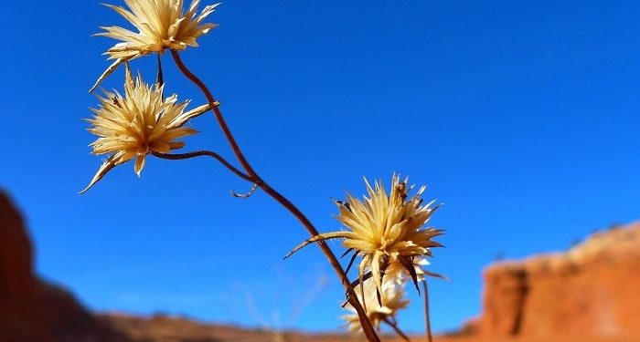 Hanya Satu Kata: Labaik, Aku Penuhi Perintah-Mu