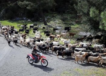 Penggembala di Turki Gunakan Drone untuk Gembalakan Ternaknya