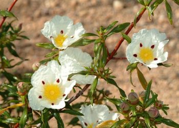 Sosok Atikah binti Zaid yang Menjadi Istri 4 Sahabat Nabi