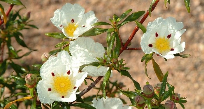 Sosok Atikah binti Zaid yang Menjadi Istri 4 Sahabat Nabi