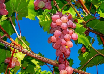 Anggur Buah Surga Memiliki Sejuta Manfaat