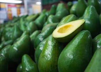 Rahasia agar Alpukat Tahan Lama dan Tidak Berserat Hitam