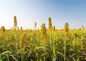Sorgum Makanan yang Kaya Akan Nutrisi