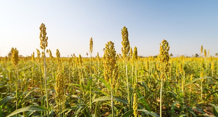 Sorgum Makanan yang Kaya Akan Nutrisi
