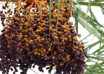 Jual Beli Kurma Secara Tidak Tunai