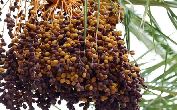 Jual Beli Kurma Secara Tidak Tunai