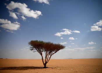 Arab Saudi akan Tanam 10 Miliar Pohon Guna Kurangi Emisi Karbon