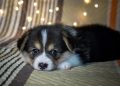 Hukum Memelihara Anjing di Rumah