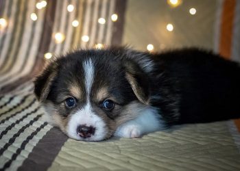 Hukum Memelihara Anjing di Rumah