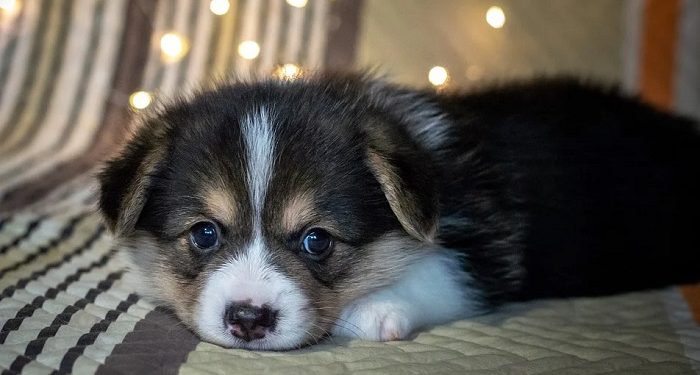 Hukum Memelihara Anjing di Rumah