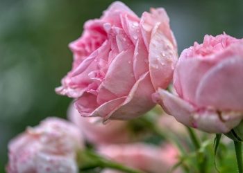 Naila al Farafishah Istri Sang Khalifah