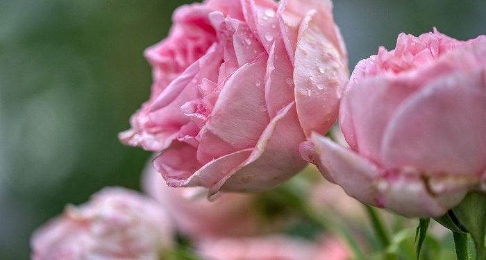 Naila al Farafishah Istri Sang Khalifah