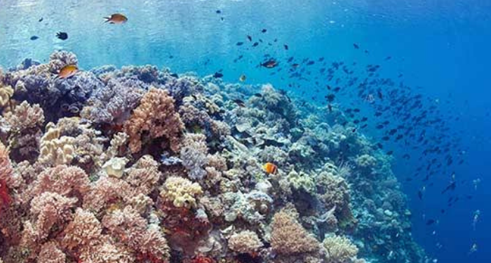 Spot Menyelam Terfavorit di Wakatobi