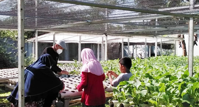 Kebun Bilabong Bojong Gede Obral Pakcoy Murah