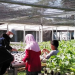 Kebun Bilabong Bojong Gede Obral Pakcoy Murah