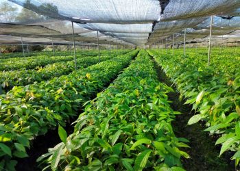 berlokasi di Indonesia