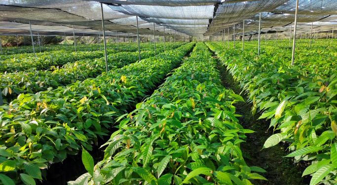 berlokasi di Indonesia