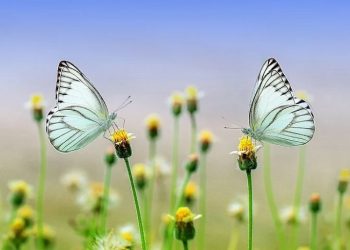 Etika Dalam Melamar Calon Pasangan