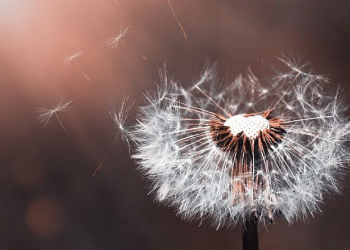 Kisah Rasulullah Menikah dengan Aisyah ra.