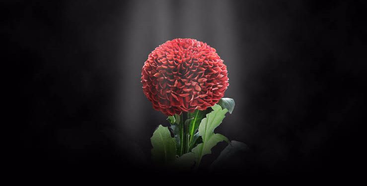 Membangun Keluarga Sakinah Tanpa Amarah