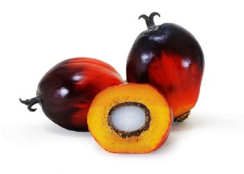 Beragam Manfaat Buah Zuriat Bagi Kesehatan