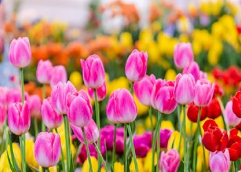 Cahaya Kemuliaan Sayyidah Khadijah Binti Khuwaylid