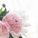 Inspirasi Dari Wanita Hebat Ibunda Al-Fatih
