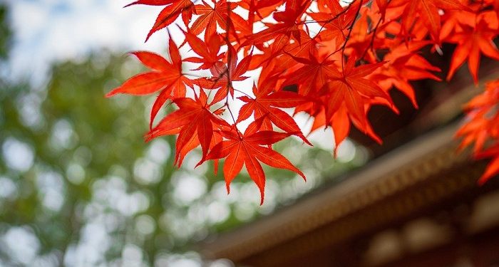 kebaikan tanpa batas