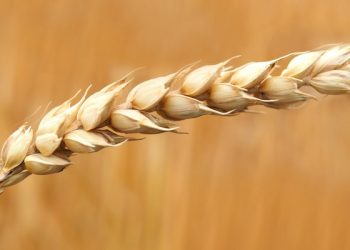 Sedekah dan 700 Imbalannya