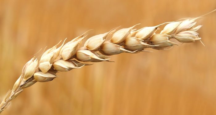 Sedekah dan 700 Imbalannya