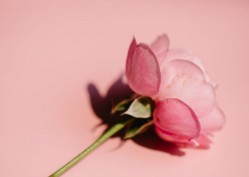 Hafalan Al-Qur’an Hilang karena Dibutakan Cinta (2)