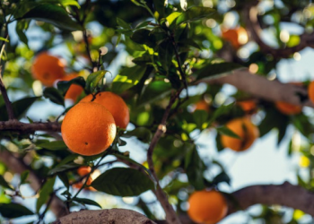 Hukum Zakat Hasil Tanaman dan Buah-buahan (2)