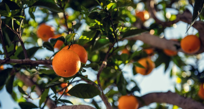 Hukum Zakat Hasil Tanaman dan Buah-buahan (2)