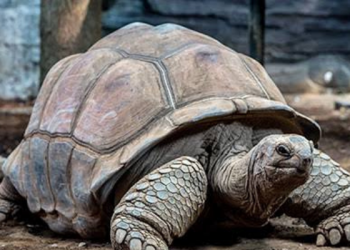 Kura-kura Termahal di Indonesia