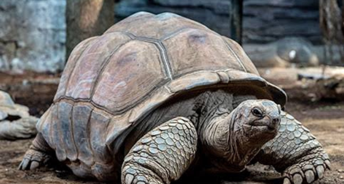 Kura-kura Termahal di Indonesia