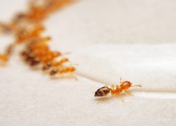 Rumah Bebas Semut dengan 5 Bahan Alami Ini