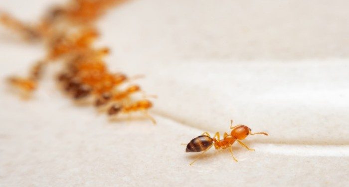 Rumah Bebas Semut dengan 5 Bahan Alami Ini