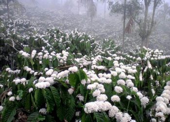 Bunga Kopi Bermekaran di Pegunungan Jazan Arab Saudi