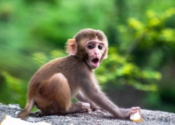 Mengapa Yahudi Disebut Berwatak Kera